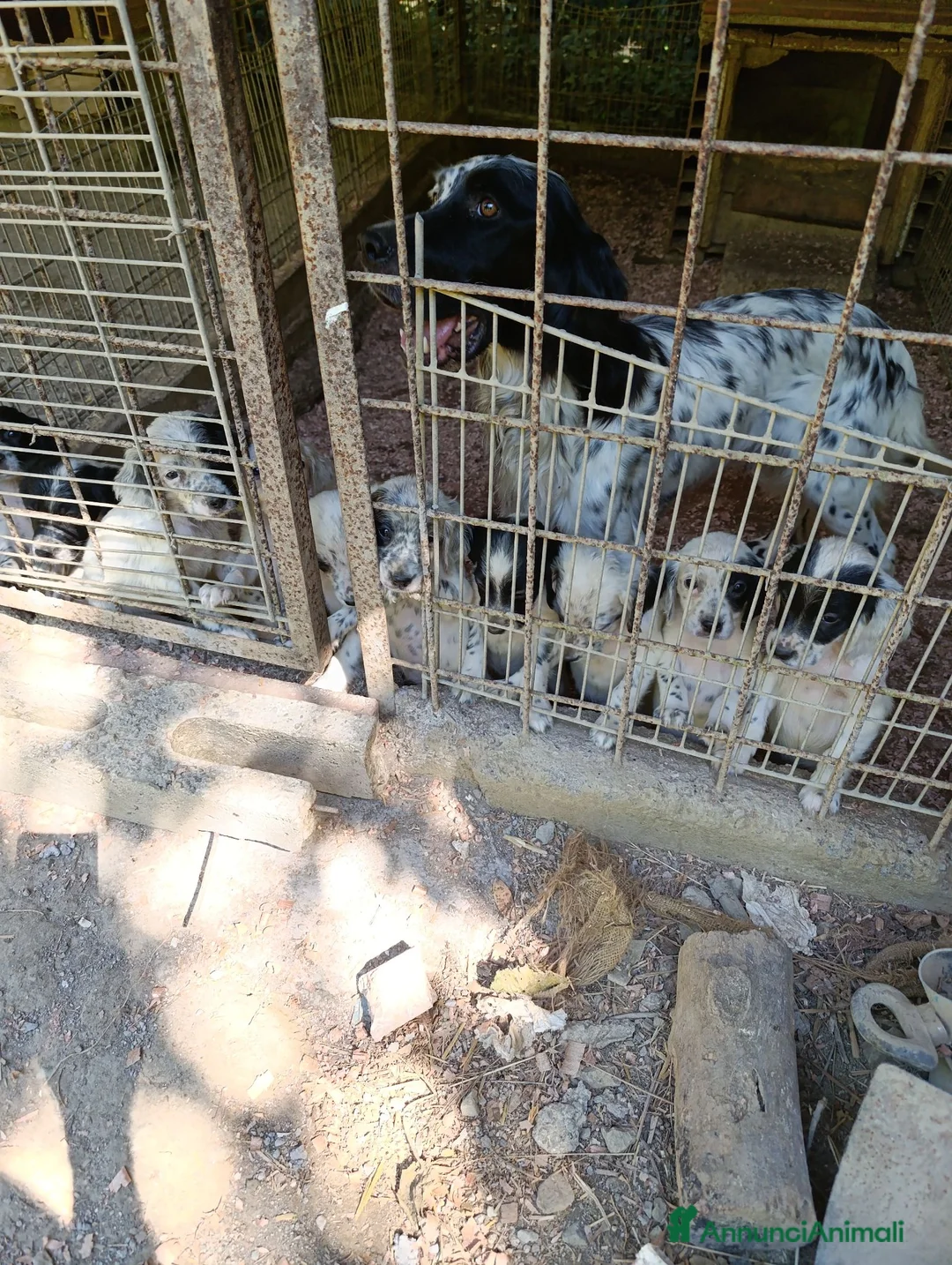 Setter Inglese cani in vendita: cuccioli di setter inglese a Provincia di Viterbo - Annuncio 1