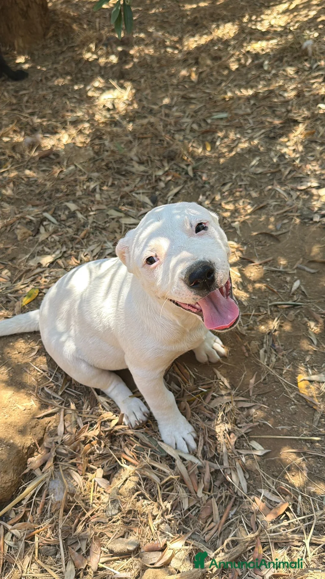 Meticcio cani in regalo: ADOTTA UN CUCCIOLO  a Provincia di Reggio Emilia - Annuncio 2