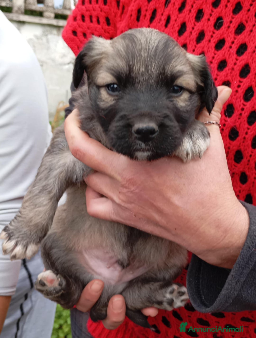 Altre razze cani in regalo: Cuccioli di taglia media piccola  - Annuncio 5