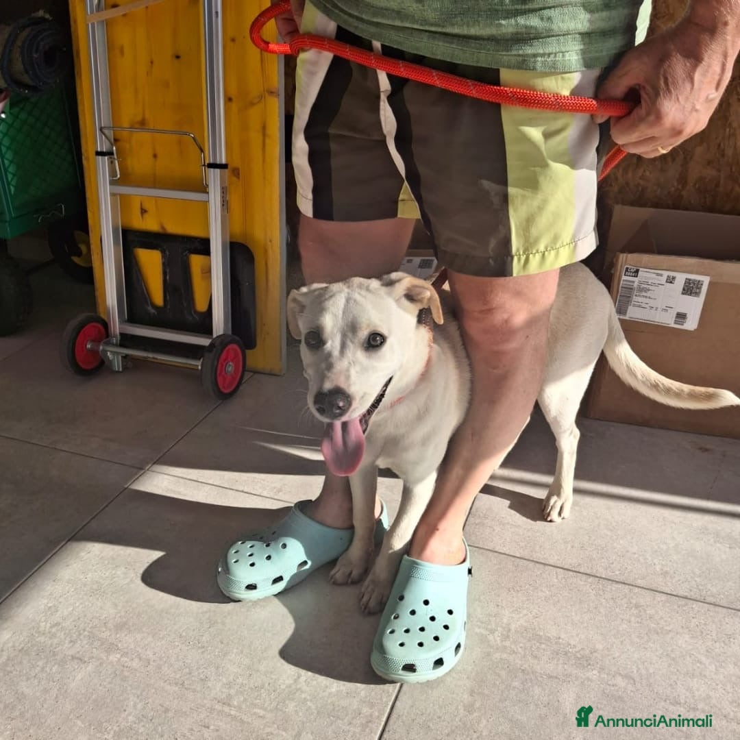 Meticcio cani in regalo: JULY 🩷 - cucciola cerca riscatto e tanto amore ❣️ - Annuncio 3