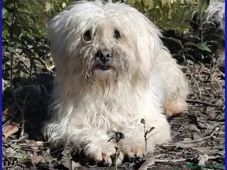 Meticcio cani in regalo: DELORIS VAN CARTIER, UN BATUFFOLO DI PELO - Annuncio 1