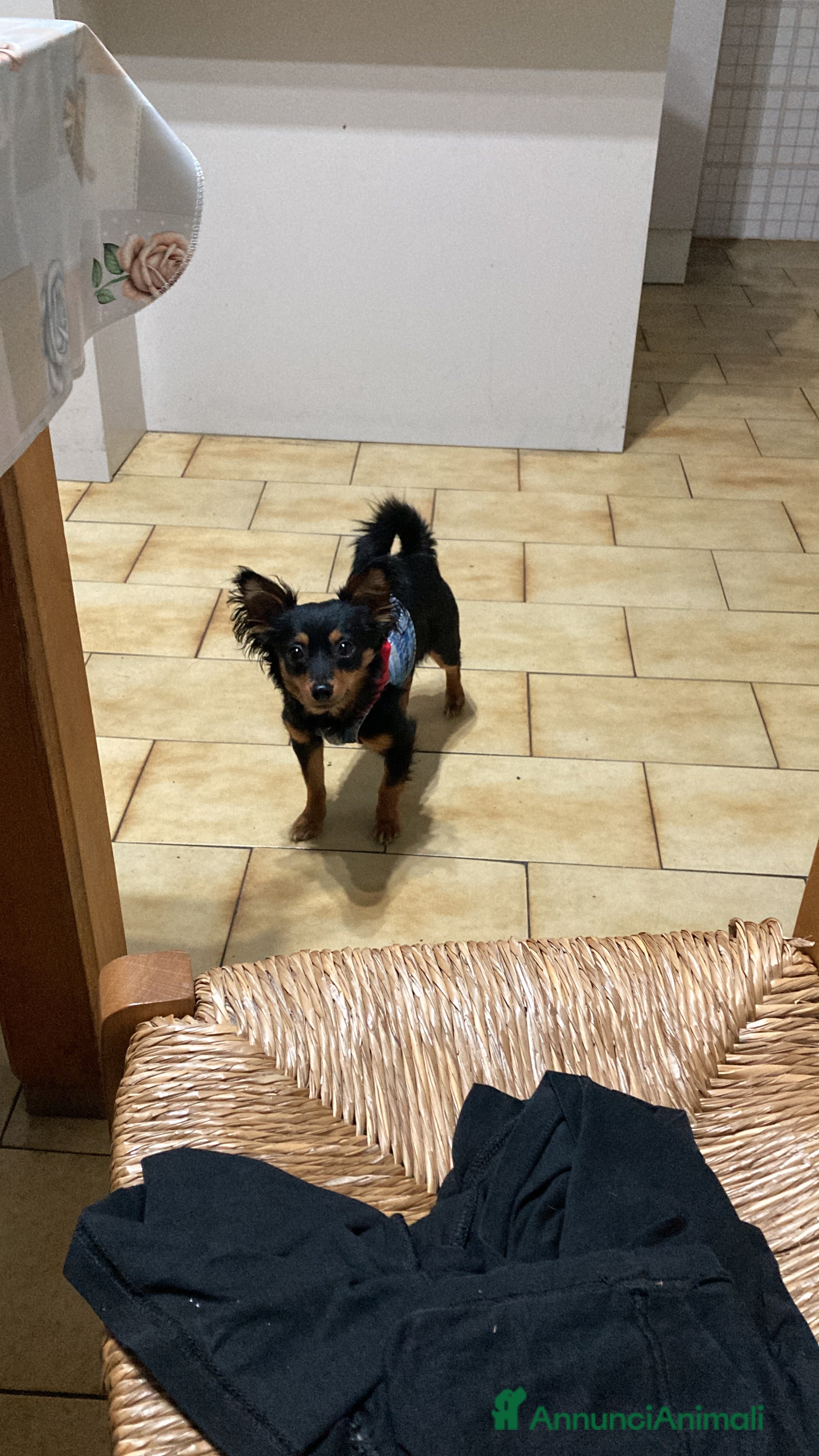 Meticcio cani Il mio cane si chiama Max  - Annuncio 2