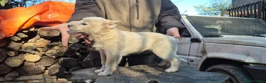 Australian Cattledog Cucciolo 4