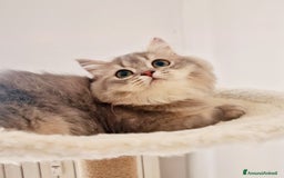 Scottish gatti in vendita: Scottish Fold  a Provincia di Pavia - Immagine 3