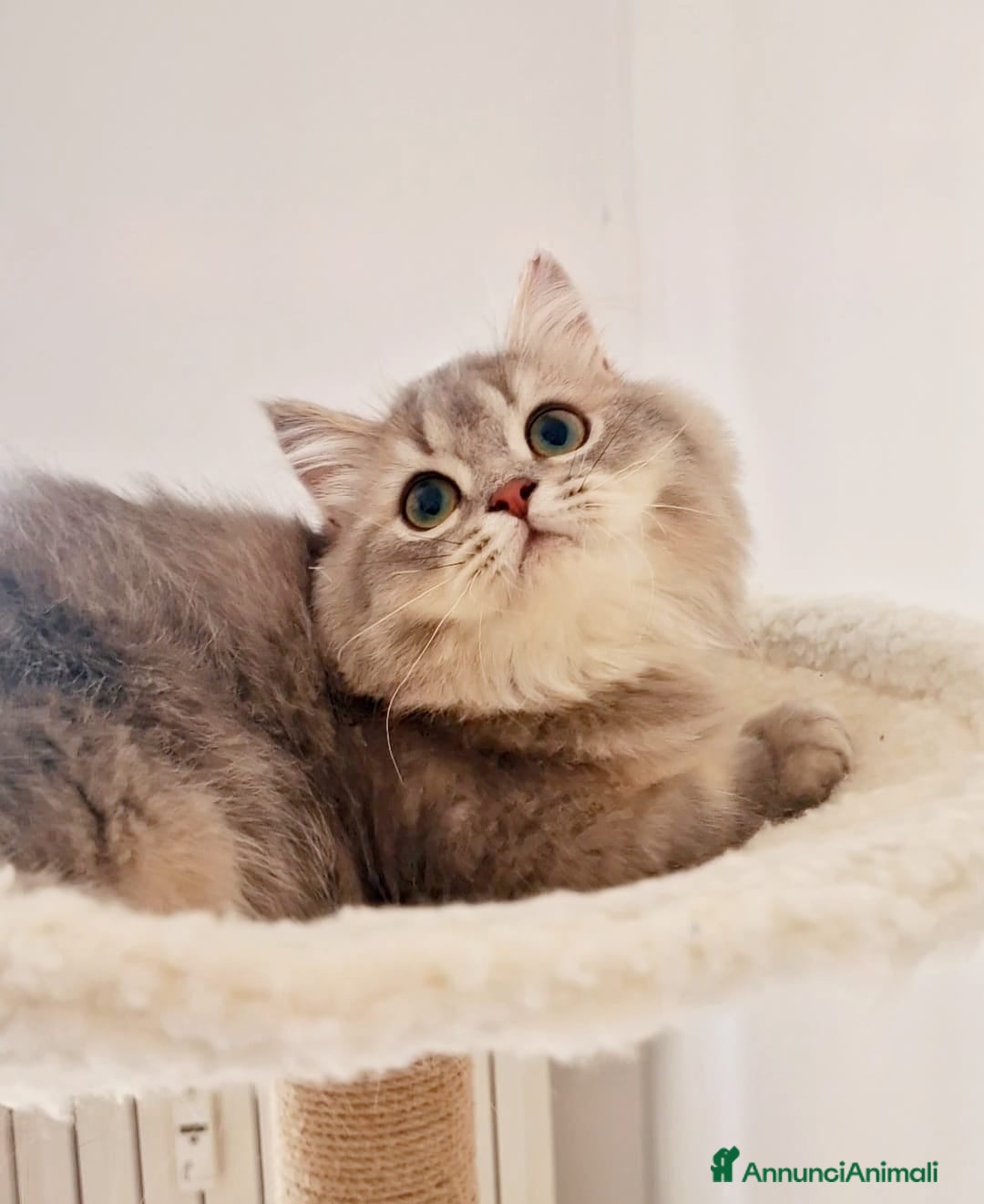 Scottish gatti in vendita: Scottish Fold  a Provincia di Pavia - Immagine 3