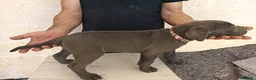 Cane Corso cani in vendita: Cuccioli di Cane Corso disponibili - Annuncio 2