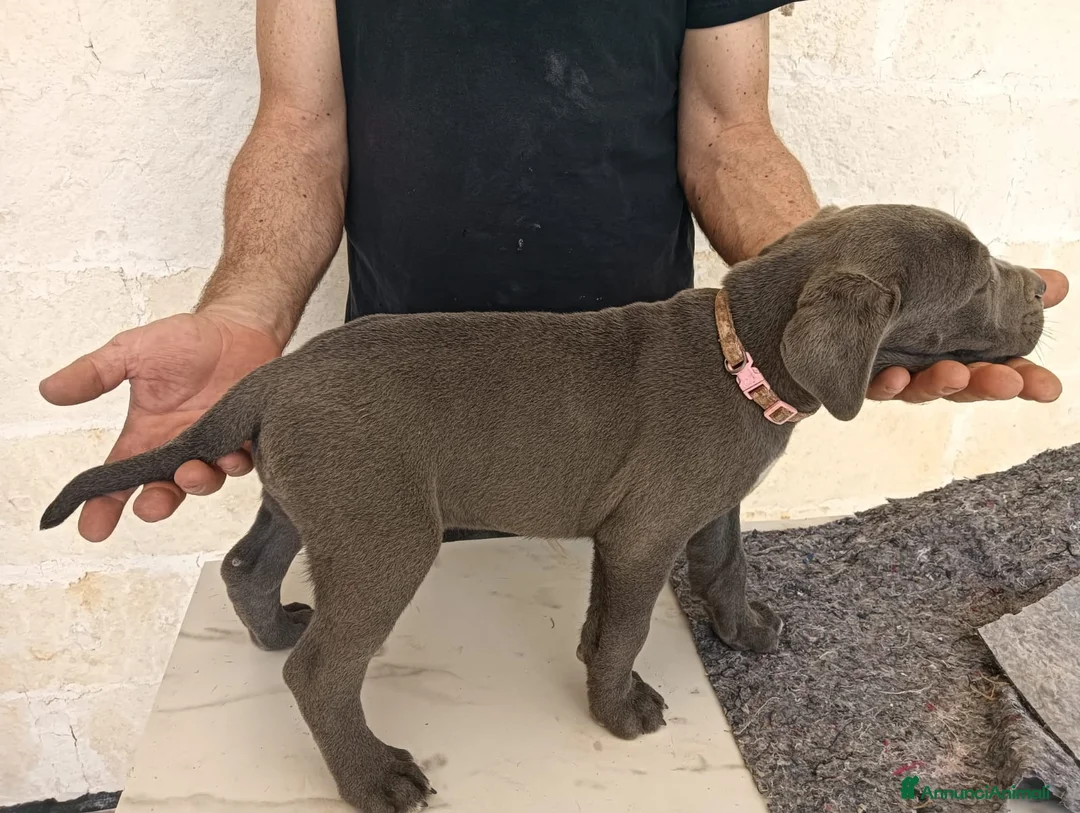Cane Corso cani in vendita: Cuccioli di Cane Corso disponibili - Annuncio 2