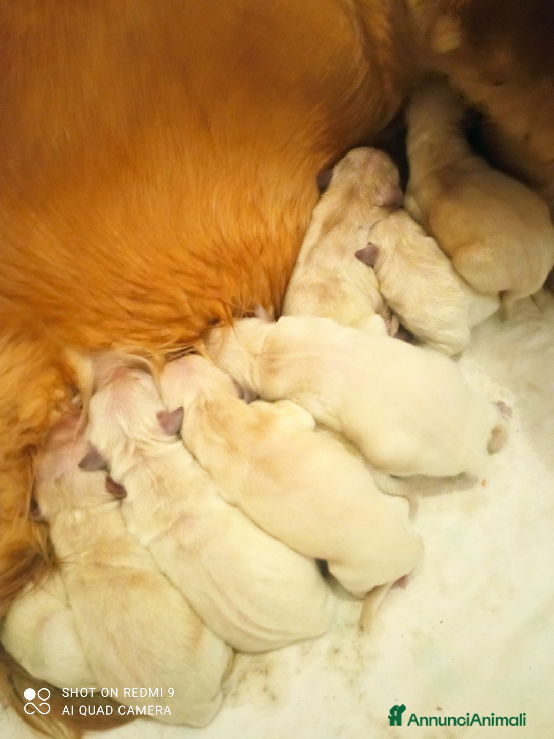 Golden Retriever cani in vendita: Golden retriever con pedigree ENCI  a Provincia di Treviso - Annuncio 2