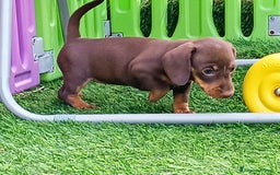 Bassotto cani in vendita: Bassotto femmina cioccolato taglia piccola  - Immagine 3