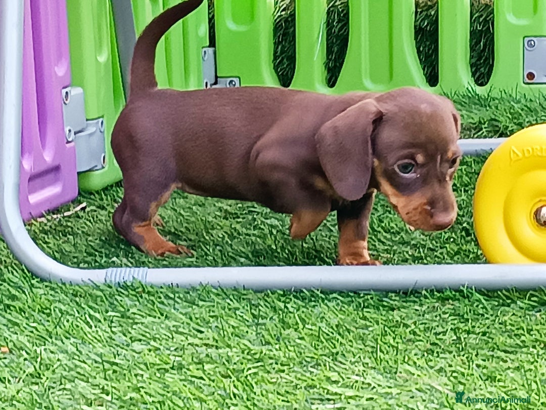 Bassotto cani in vendita: Bassotto femmina cioccolato taglia piccola  - Immagine 3