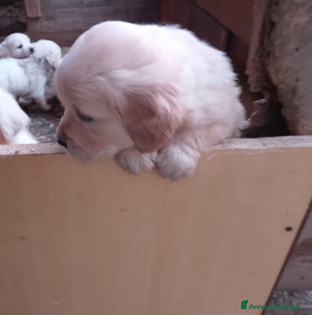 Golden Retriever cani in vendita: Cuccioli Golden retriever - Annuncio 2