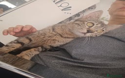 Altre razze gatti in regalo: Gattina tigrata a Provincia di Latina - Immagine 4