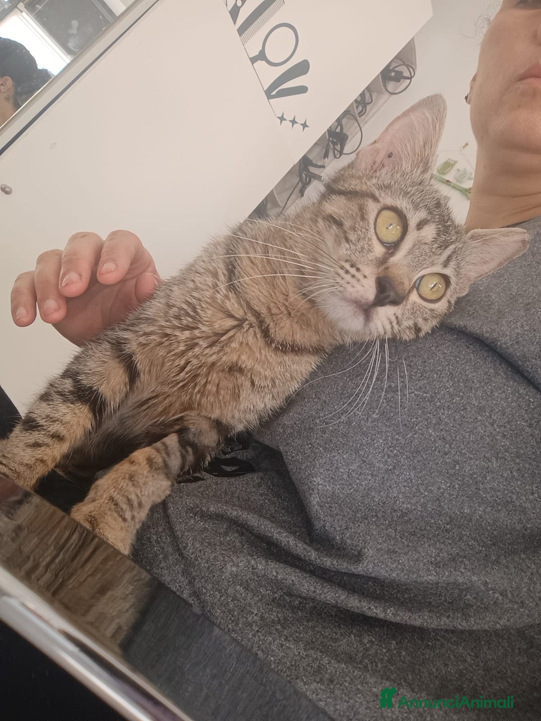 Altre razze gatti in regalo: Gattina tigrata a Provincia di Latina - Immagine 4