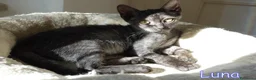 Altre razze gatti in regalo:  LUNA PICCOLA GATTINA SMOKE DOLCISSIMA - Annuncio 3