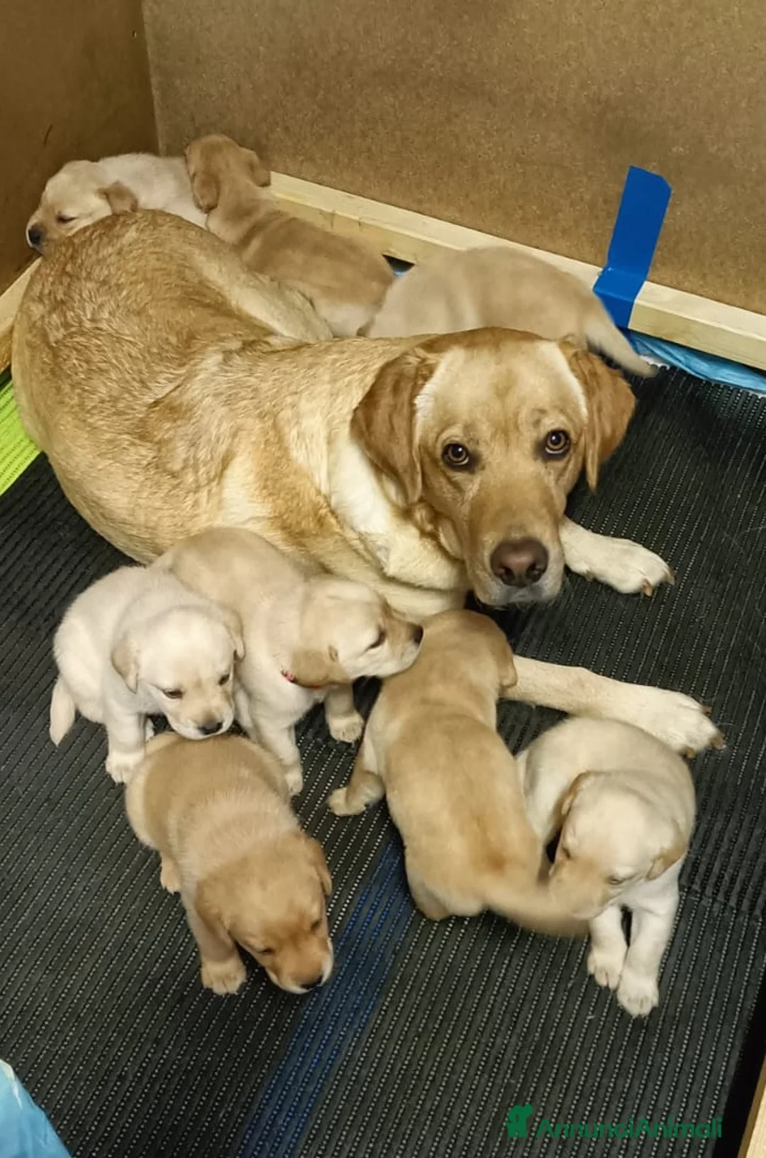 Labrador cani in vendita: LABRADOR felicità A 4 ZAMPE - Annuncio 8