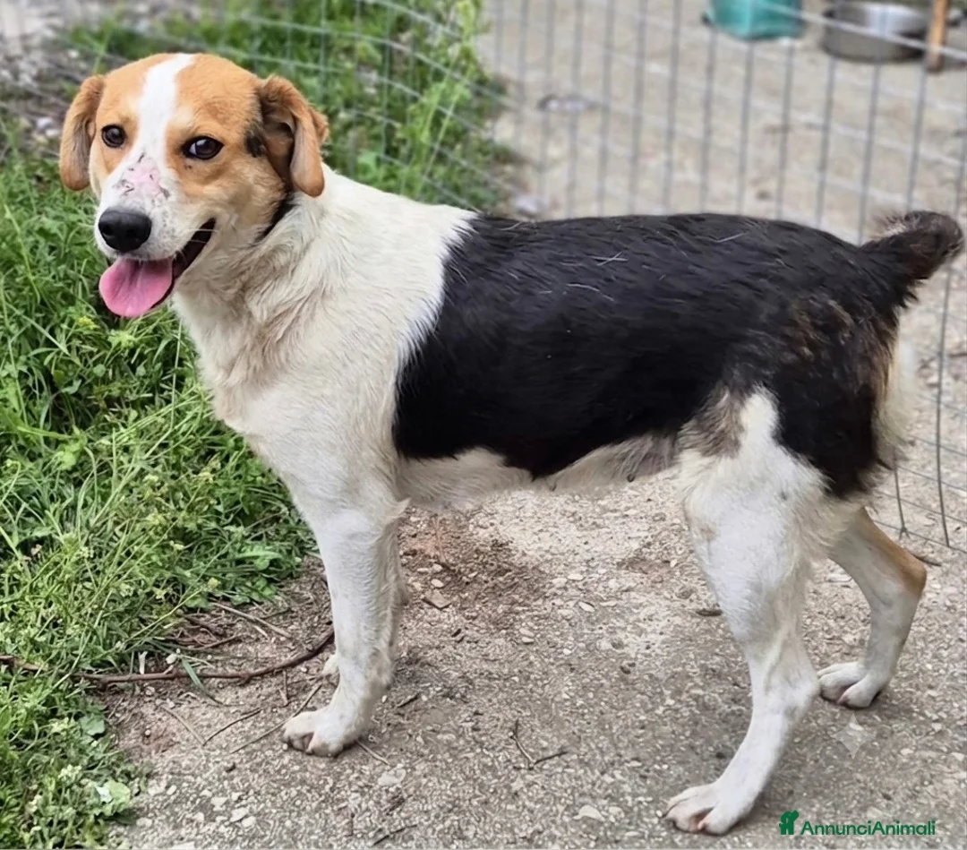 Meticcio cani in regalo: Nella  - Annuncio 2