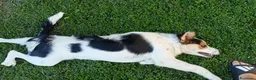 Meticcio cani in regalo: Cucciolo meticcio 9 mesi cerca famiglia dinamica  a Provincia di Padova - Annuncio 3