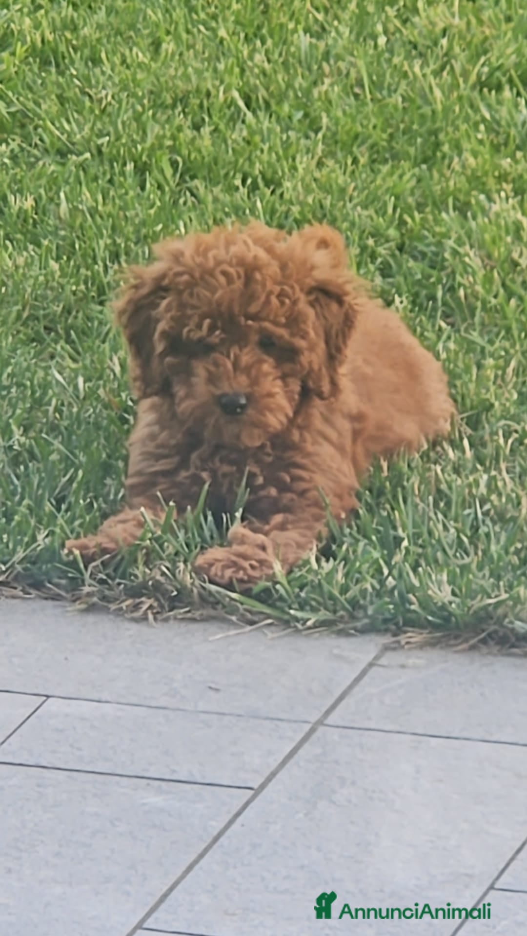 Barboncino cani Vendo barboncino nano piccolo - Annuncio 8
