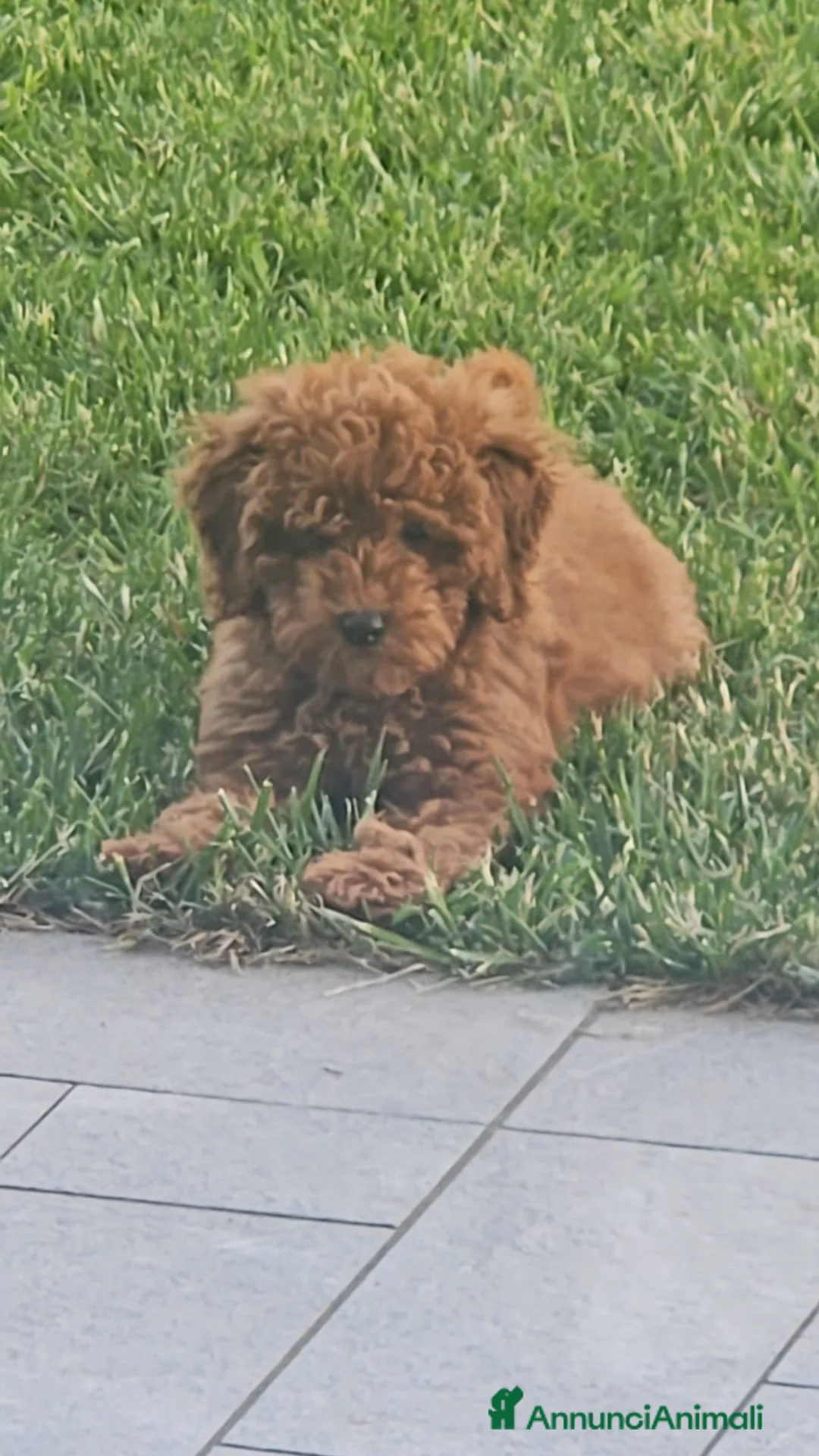Barboncino cani in vendita: Vendo barboncino nano piccolo - Annuncio 1