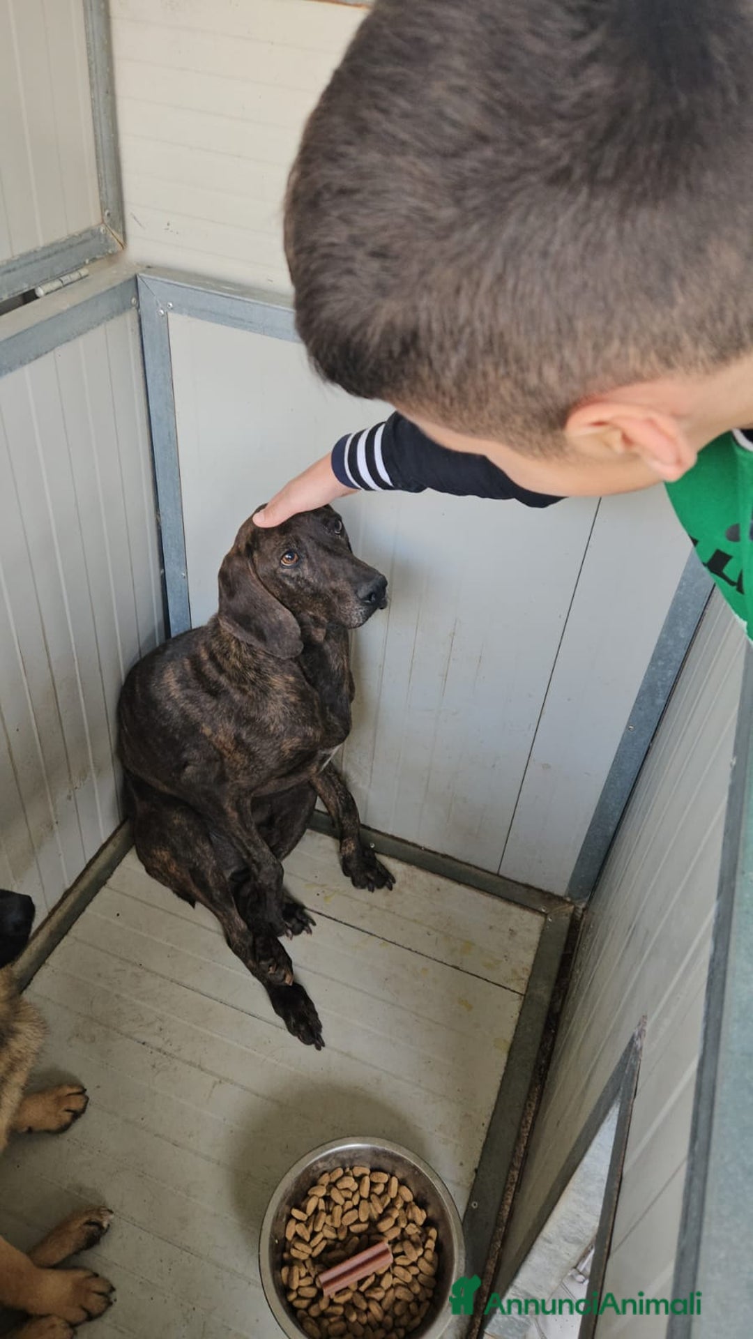 Bracco cani in regalo: Michele: adozione del cuore - Annuncio 11