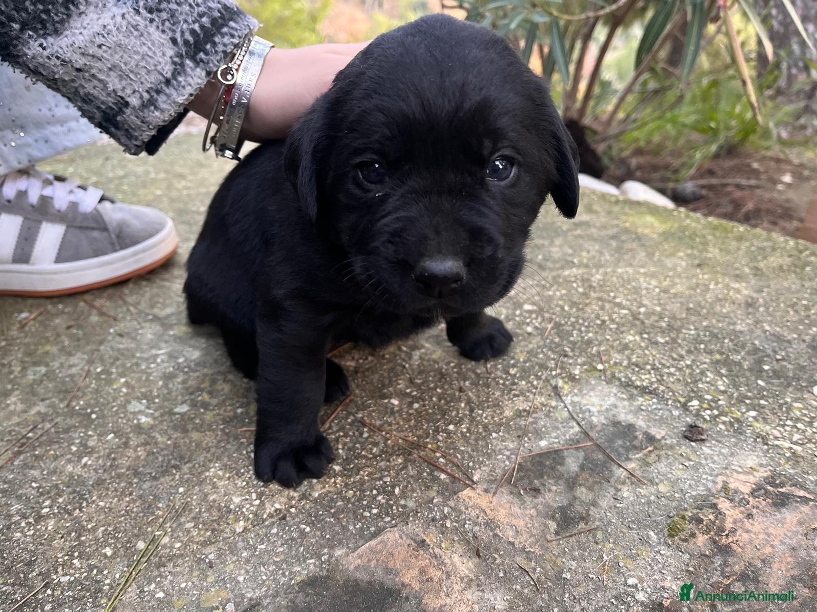 Labrador cani CUCCIOLI DI LABRADOR - Annuncio 2