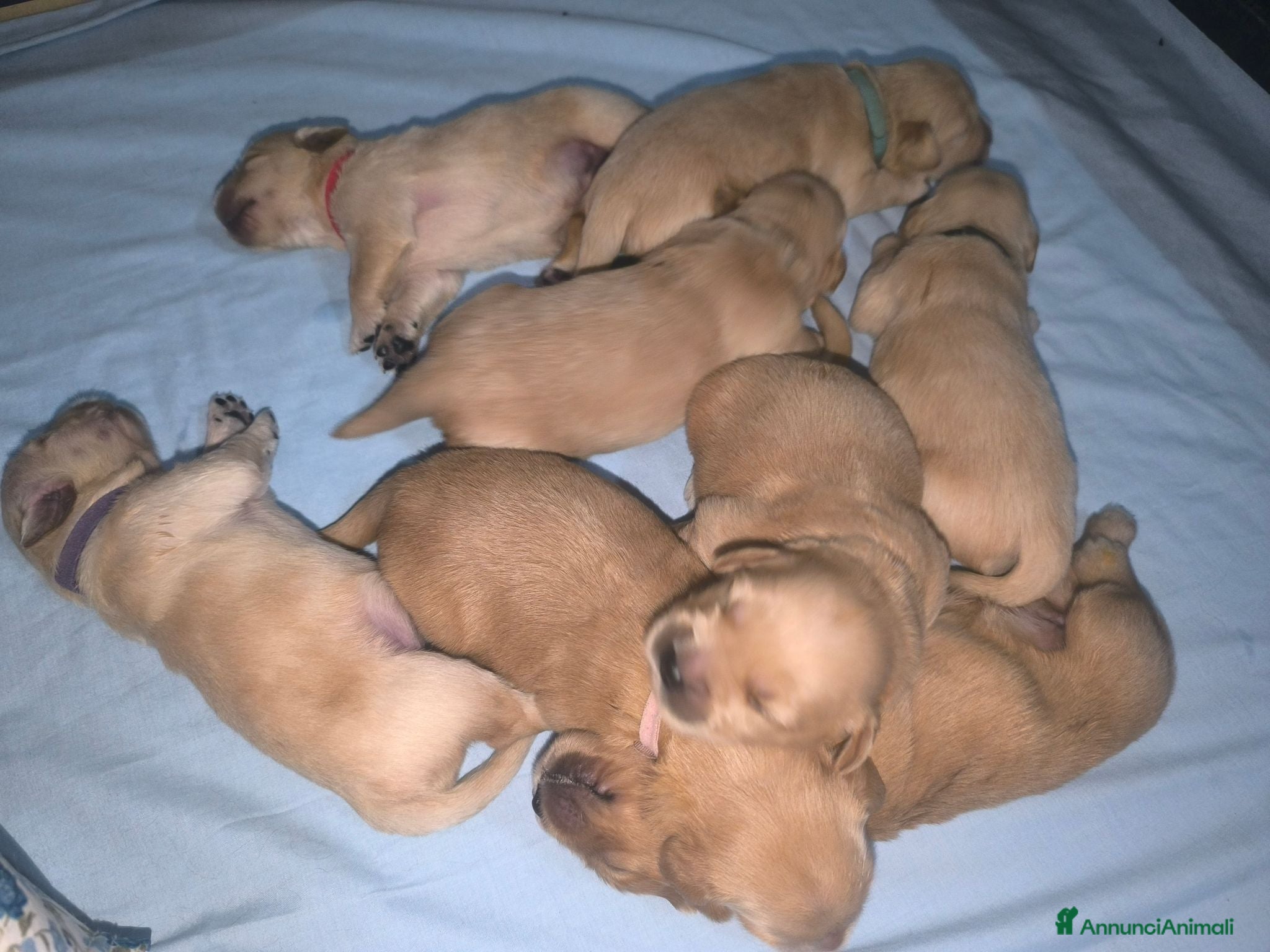 Golden Retriever cani Cuccioli di Golden retriever con pedigree ENCI  - Annuncio 3