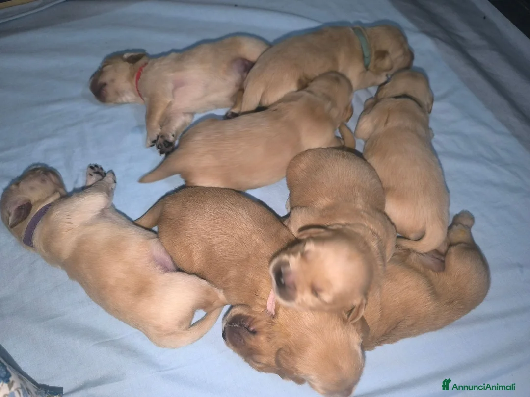 Golden Retriever cani in vendita: Cuccioli di Golden retriever con pedigree ENCI  - Annuncio 1