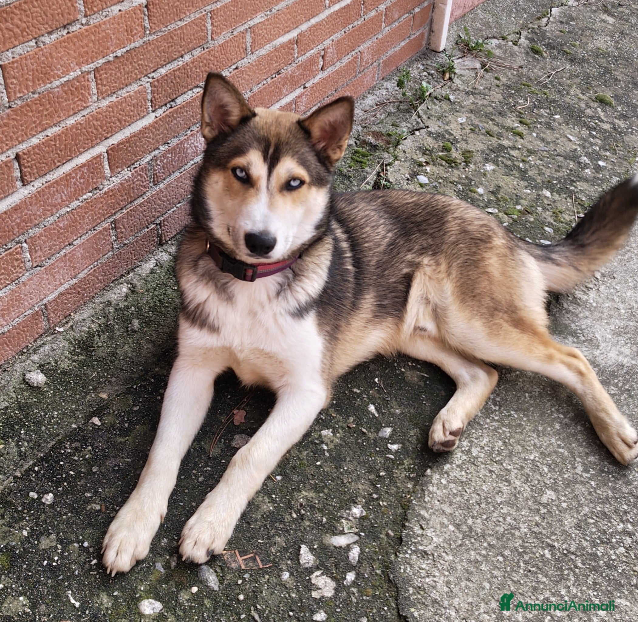 Meticcio cani CUCCIOLO OLAF MIX HUSKY  - Annuncio 39