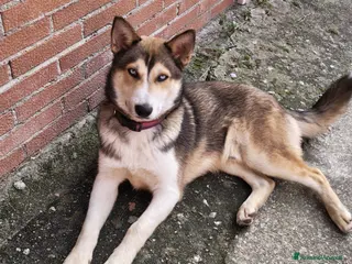 Meticcio cani CUCCIOLO OLAF MIX HUSKY - Annuncio 39