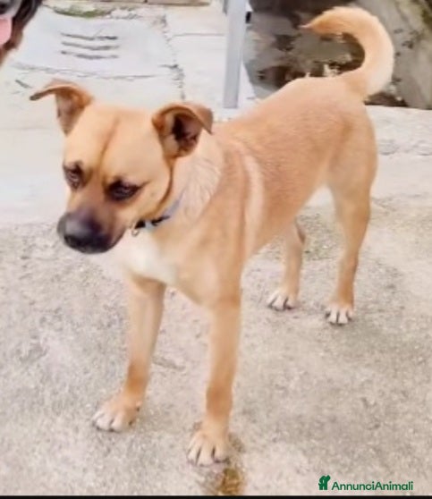Meticcio cani 1anno ADOZIONE DURATA 10GIORNI.TORNATO AL SUD a Città metropolitana di Milano - Annuncio 37