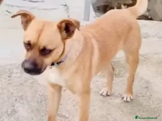 Meticcio cani 1anno ADOZIONE DURATA 10GIORNI.TORNATO AL SUD a Città metropolitana di Milano - Annuncio 20