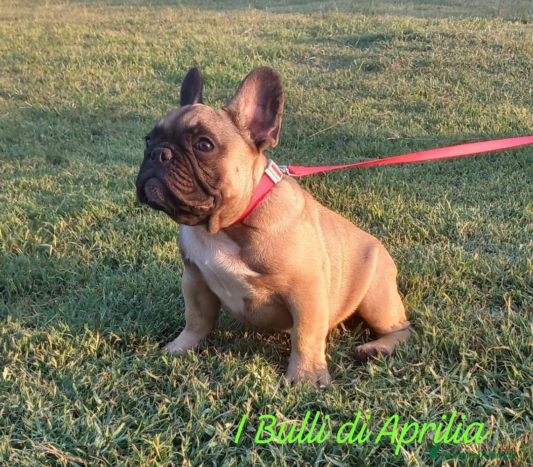 Bulldog Francese cani in vendita: BULLDOG FRANCESE  - Annuncio 3