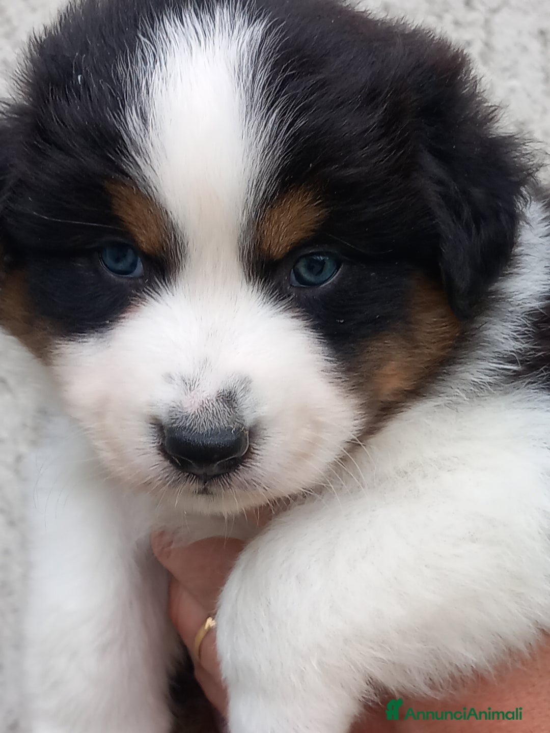 Australian Shepherd cani in vendita: Cuccioli pastore australiano  - Annuncio 7