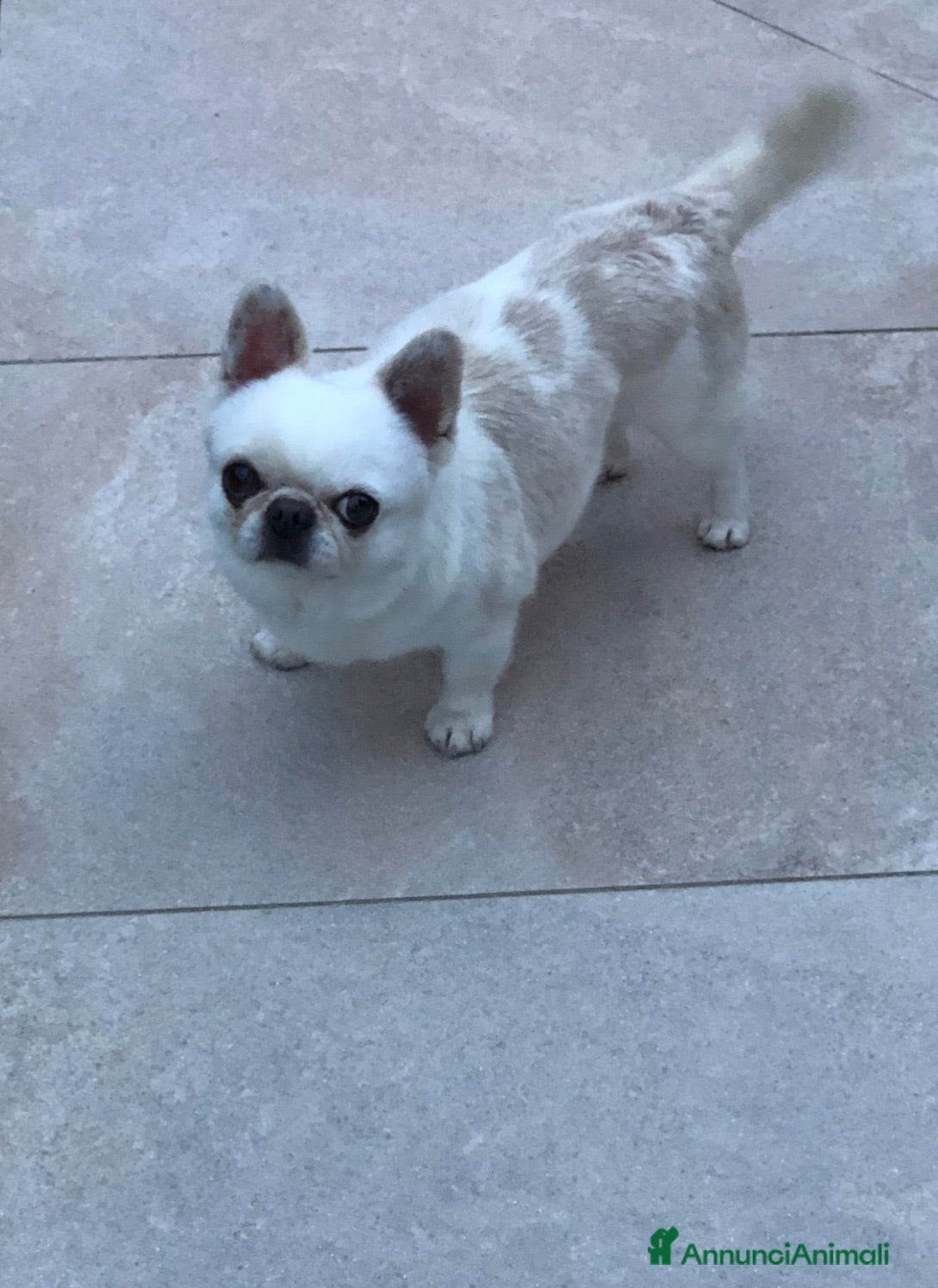 Chihuahua cani Maschietto adulto  - Annuncio 26