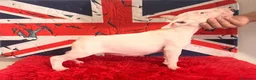 Bull Terrier cani in vendita: Bull Terrier inglese standard cucciole - Annuncio 2