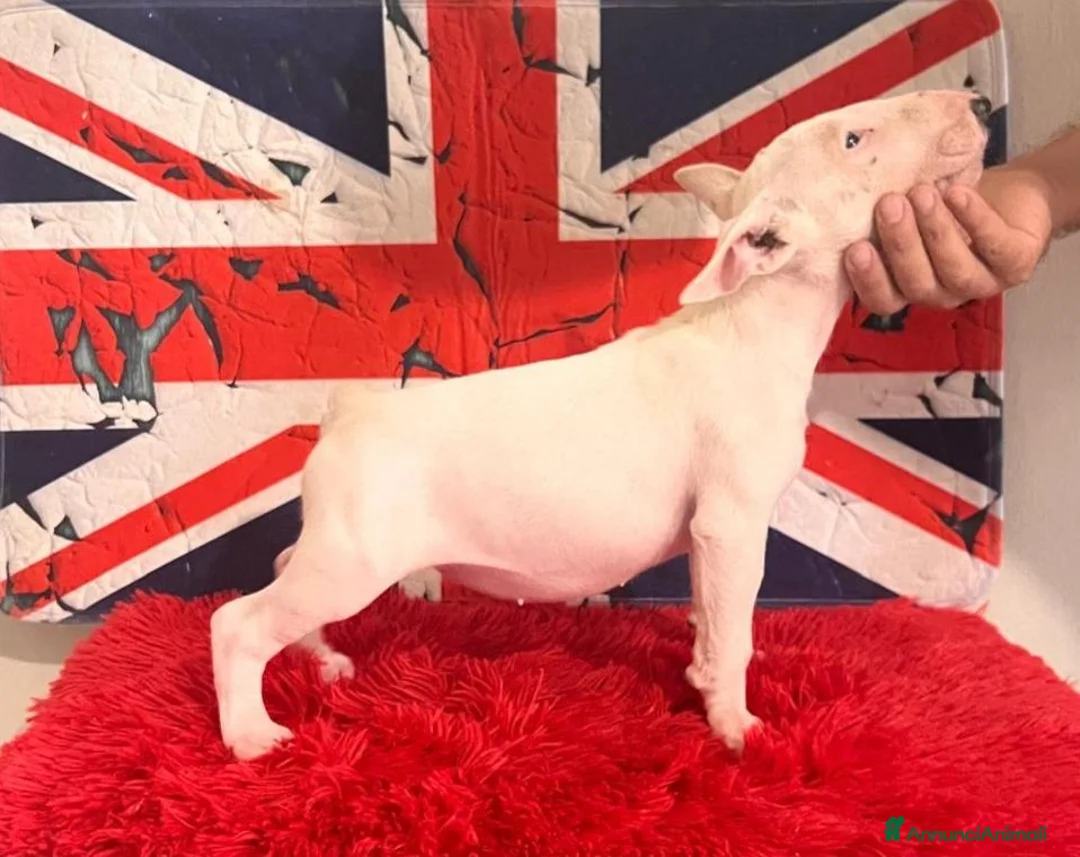 Bull Terrier cani in vendita: Bull Terrier inglese standard cucciole - Annuncio 2