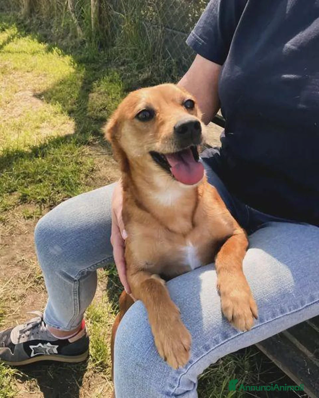 Meticcio cani in regalo: Valentina , simil pincher - Annuncio 2