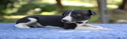Whippet cani in vendita: Cuccioli di whippet  - Annuncio 9