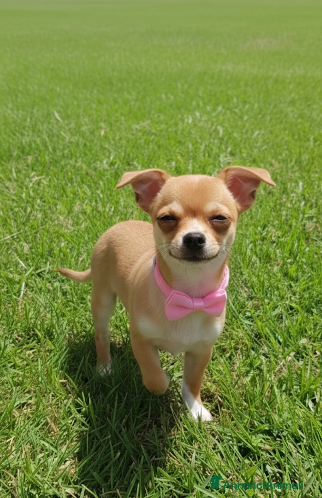 Chihuahua cani in vendita: Chihuahua femmina - Annuncio 2