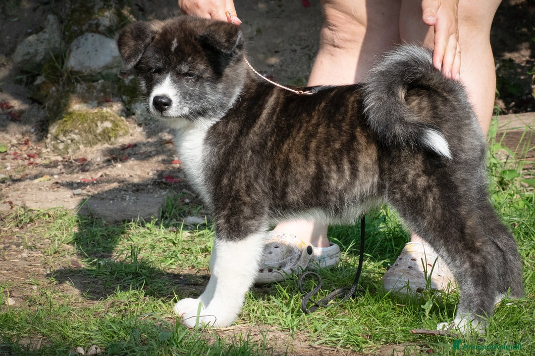 Akita Inu cani in vendita: Akita Inu  a Provincia di Belluno - Immagine 2