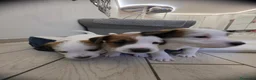 Jack Russell cani in vendita: 🐾 JACK RUSSELL TERRIER – PELO RUDIVO/BROKEN –  🐾 - Annuncio 8