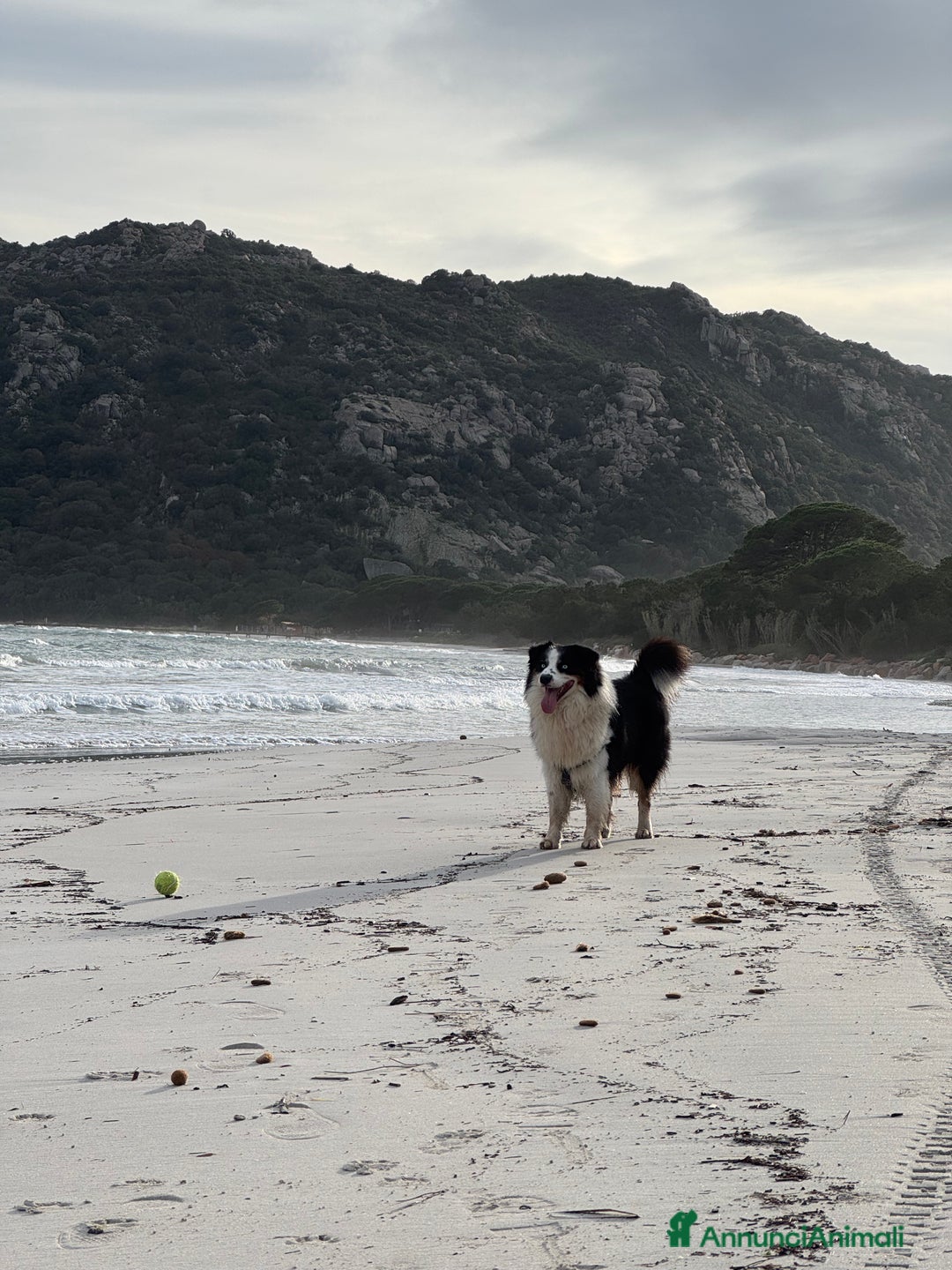 Australian Shepherd cani per accoppiamento: Maschio disponibile per accoppiamento - Annuncio 7