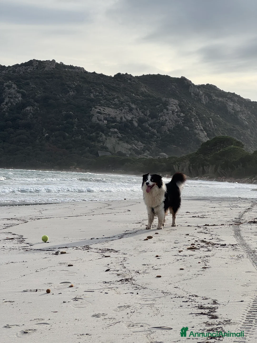 Australian Shepherd cani per accoppiamento: Maschio disponibile per accoppiamento - Annuncio 7