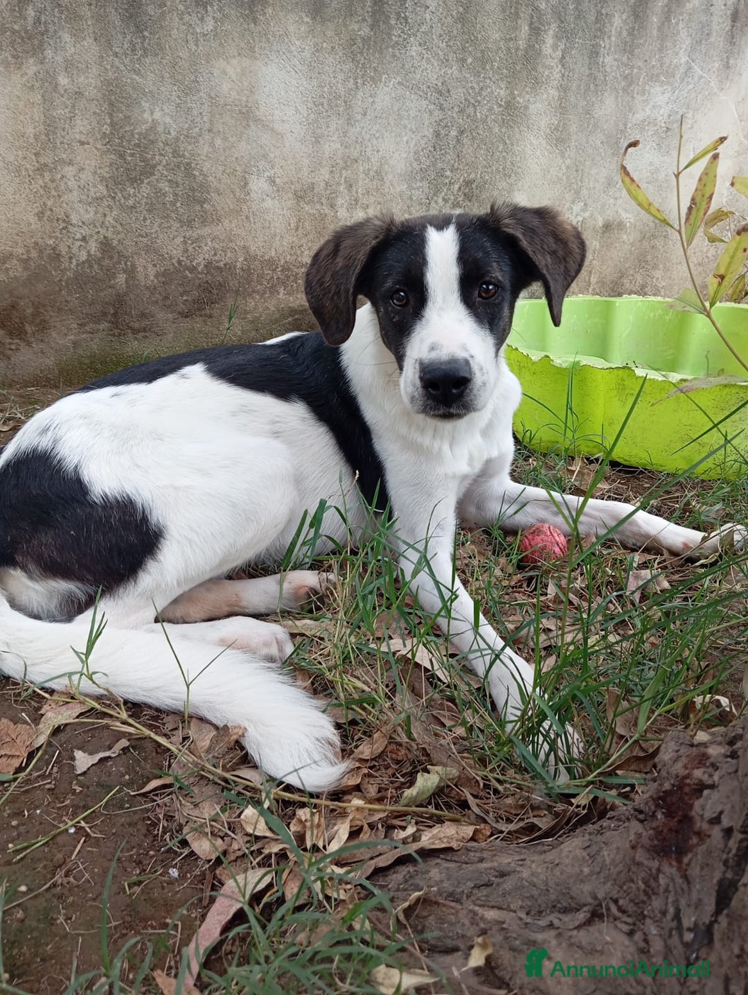 Meticcio cani in regalo: SNOOPY! (25-30KG) - Annuncio 3