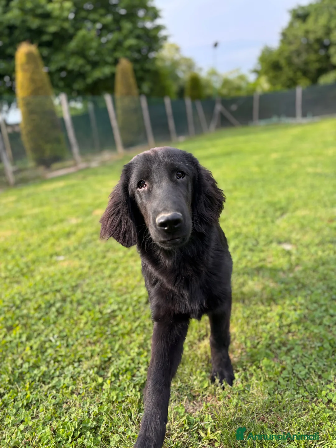 Flat Coated cani in vendita: Maschio Flat Coated Retriever 6 mesi - Annuncio 2