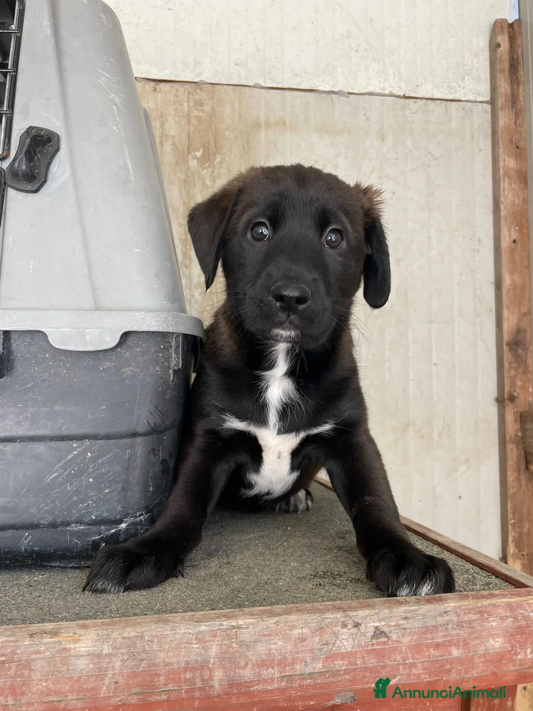 Meticcio cani in regalo: LO SPLENDIDO MAX - Annuncio 1