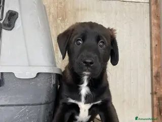 Meticcio cani LO SPLENDIDO MAX - Annuncio 10