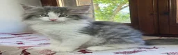 Norvegese gatti in vendita: Gattino Norvegese delle foreste blue a Provincia di Parma - Annuncio 2