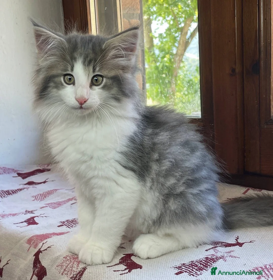 Norvegese gatti in vendita: Gattino Norvegese delle foreste blue a Provincia di Parma - Annuncio 2
