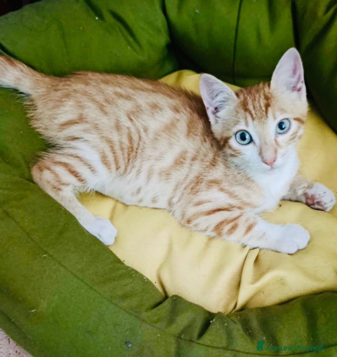 Europeo gatti Gattino 4 mesi mamma testata  - Annuncio 8